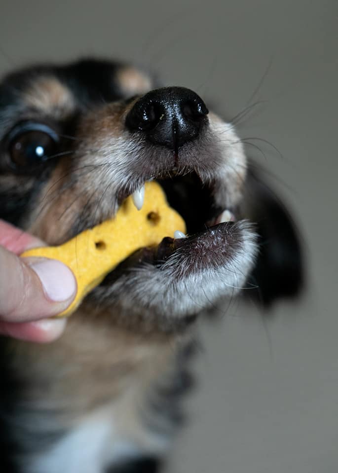 Image of a crunchy gluten free dog treat being eaten by a dog.